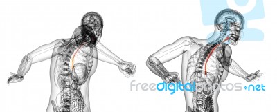 3d Rendering Illustration Of The Esophagus Stock Image