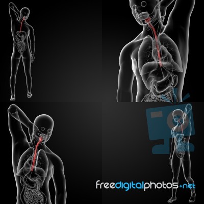 3d Rendering Illustration Of The Esophagus Stock Image