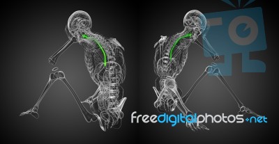 3d Rendering Illustration Of The Esophagus Stock Image