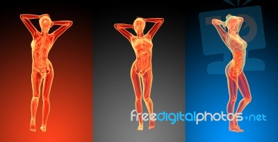 3d Rendering Illustration Of The Female Anatomy Stock Image