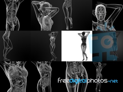 3d Rendering Illustration Of The Female Anatomy Stock Image