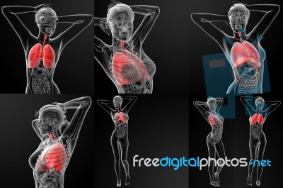 3d Rendering Illustration Of The Female Respiratory System Stock Image