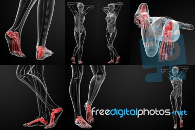 3d Rendering Illustration Of The Foot Bone Stock Image