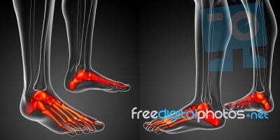 3d Rendering Illustration Of The Foot Bone Anatomy Stock Image
