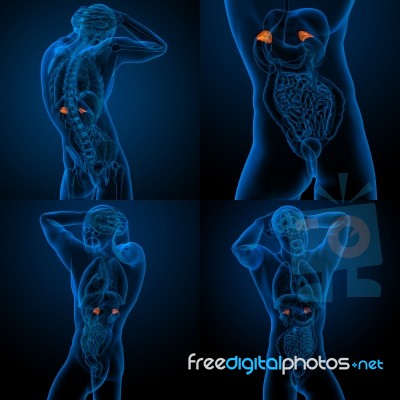 3d Rendering Illustration Of The Human Adrenal Stock Image
