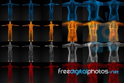 3d Rendering Illustration Of The Human Anatomy Stock Image