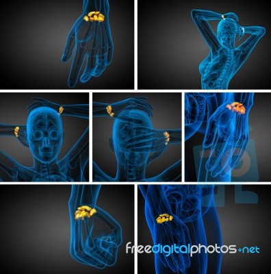 3d Rendering Illustration Of The Human Carpal Bones Stock Image