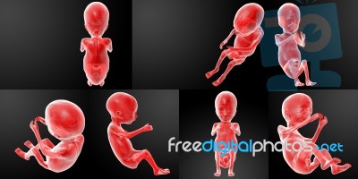 3d Rendering Illustration Of The Human Fetus Stock Image