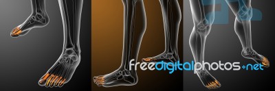 3d Rendering Illustration Of The Human Phalanges Foot Stock Image 3d Rendering Illustration Of The Human Phalanges Foot Stock Image