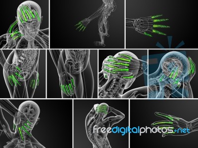 3d Rendering Illustration Of The Human Phalanges Hand Stock Image