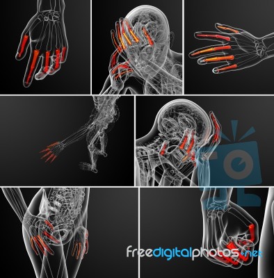 3d Rendering  Illustration Of The Human Phalanges Hand Stock Image