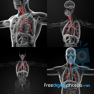 3d Rendering Illustration Of The Male Bronchi Stock Image