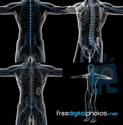 3d Rendering Illustration Of The Male Nervous System Stock Image