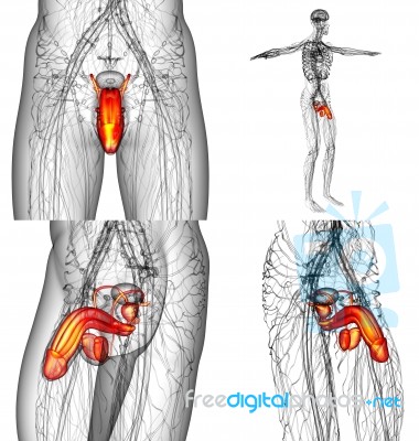 3d Rendering Illustration Of The Male Reproductive System Stock Image