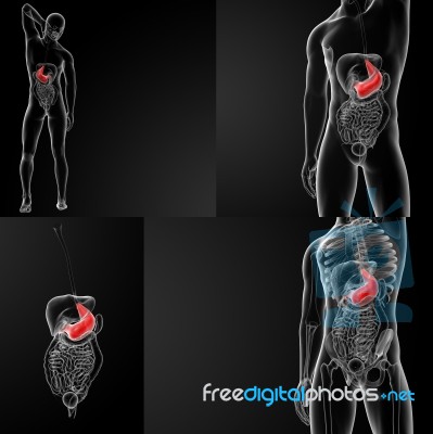 3d Rendering Illustration Of The Male Stomach Stock Image