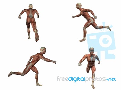 3d Rendering Illustration Of The Muscular System Stock Image