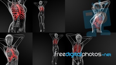 3d Rendering Illustration Of The Ribcage Bone Stock Image