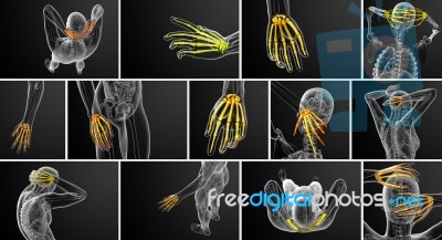 3d Rendering Illustration Of The Skeleton Hand Stock Image