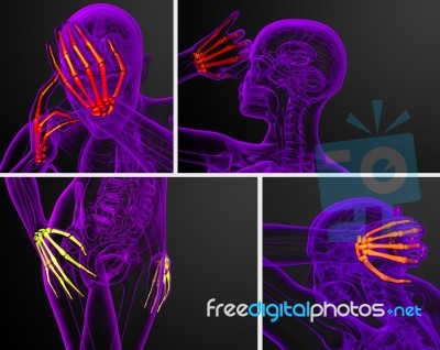 3d Rendering  Illustration Of The Skeleton Hand Stock Image