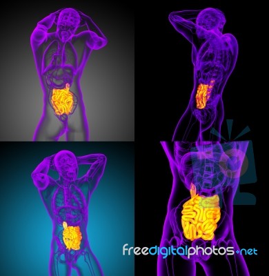3d Rendering Illustration Of The Small Intestine Stock Image