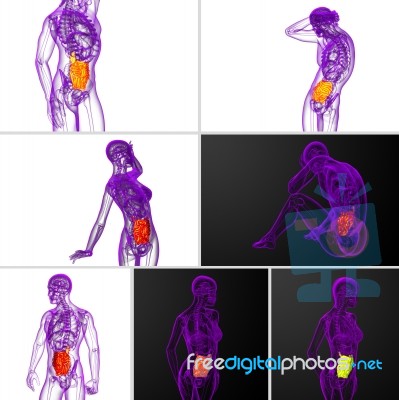3d Rendering  Illustration Of The Small Intestine Stock Image
