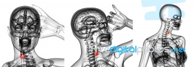 3d Rendering Illustration Of The  Thyroid Gland Stock Image