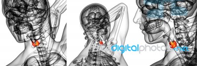 3d Rendering Illustration Of The  Thyroid Gland Stock Image