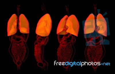 3d Rendering Medical Illustration Of Lungs Stock Image