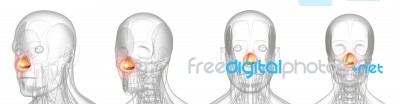 3d Rendering Medical Illustration Of Pain Dilator Naris Stock Image