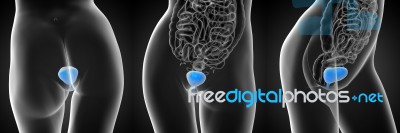 3d Rendering Medical Illustration Of The Bladder Stock Image