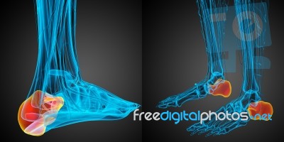 3d Rendering Medical Illustration Of The Calcaneus Bone Stock Image