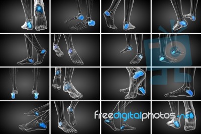 3d Rendering Medical Illustration Of The Calcaneus Bone Stock Image
