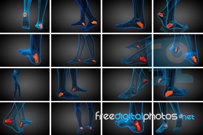 3d Rendering Medical Illustration Of The Calcaneus Bone Stock Image 3d Rendering Medical Illustration Of The Calcaneus Bone Stock Image