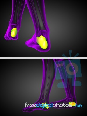 3d Rendering Medical Illustration Of The Calcaneus Bone Stock Image