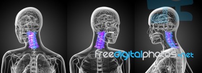 3d Rendering Medical Illustration Of The Cervical Spine Stock Image