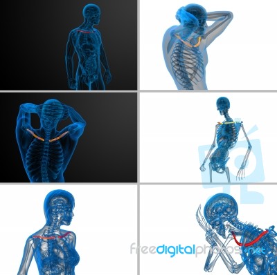 3d Rendering  Medical Illustration Of The Clavicle Bone Stock Image