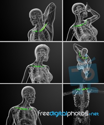 3d Rendering Medical Illustration Of The Clavicle Bone Stock Image