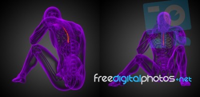 3d Rendering Medical Illustration Of The Esophagus Stock Image