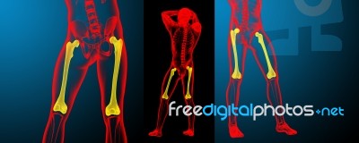 3d Rendering Medical Illustration Of The Femur Bone Stock Image