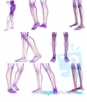 3d Rendering Medical Illustration Of The Fibula Bone Stock Image