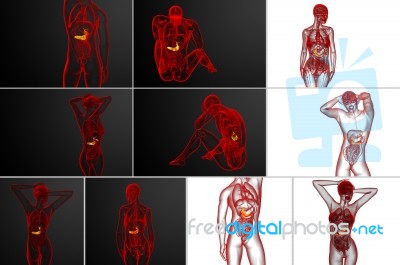3d Rendering Medical Illustration Of The Gallblader And Pancreas… Stock Image