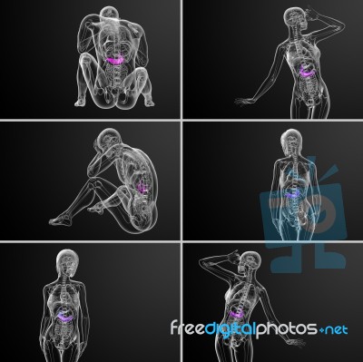 3d Rendering Medical Illustration Of The Gallblader And Pancreas… Stock Image