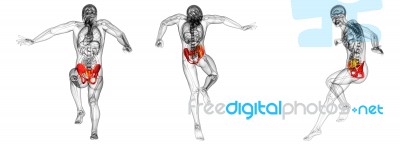 3d Rendering Medical Illustration Of The Hip Bone Stock Image