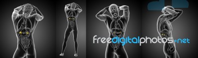 3d Rendering Medical Illustration Of The Human Adrenal Stock Image