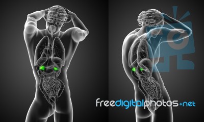 3d Rendering Medical Illustration Of The Human Adrenal Glands Stock Image