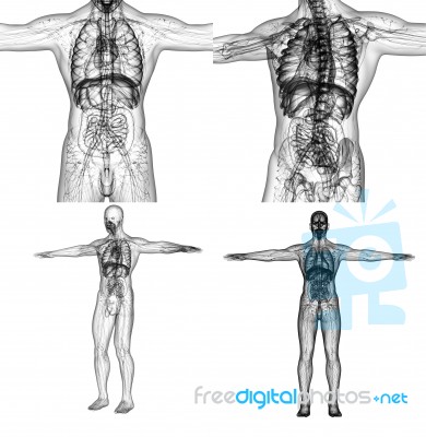 3d Rendering Medical Illustration Of The Human Anatomy Stock Image