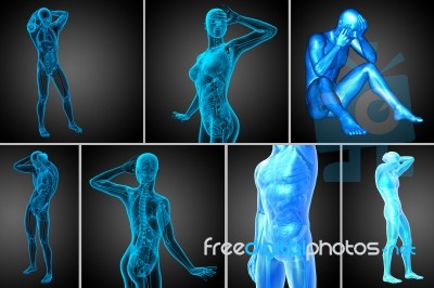 3d Rendering  Medical Illustration Of The Human Anatomy Stock Image
