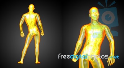 3d Rendering Medical Illustration Of The Human Anatomy Stock Image