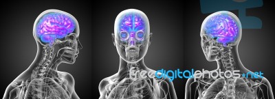 3d Rendering Medical Illustration Of The Human Brain Stock Image