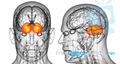 3d Rendering Medical Illustration Of The Human Brain Cerebrum Stock Image